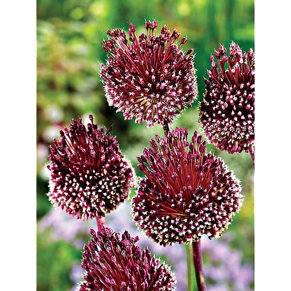AIL RED MOHICAN
