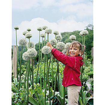 AIL stip. WHITE GIANT 2