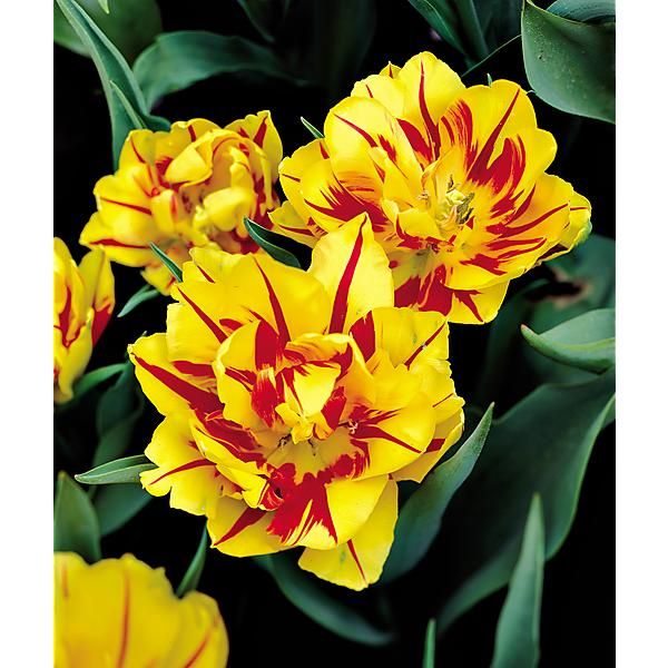 TULIPE double hâtive MONSELLA