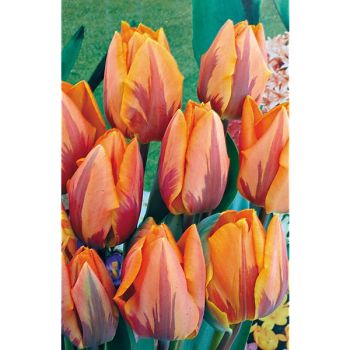 TULIPE triomphe PRINCESSE IRÈNE