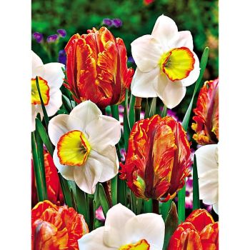 TULIPE & NARCISSE PARFUMÉS
