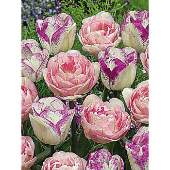 TULIPE ACCORD PARFAIT