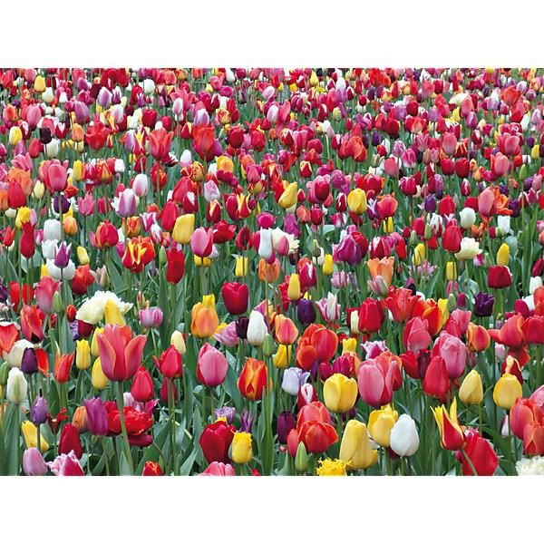 TULIPE MÉLANGE KEUKENHOF