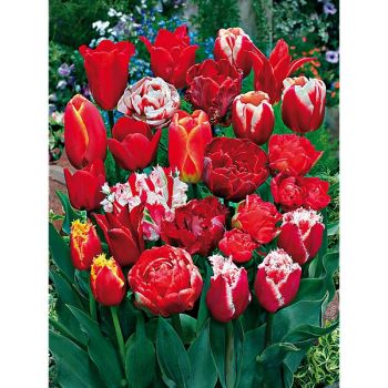 TULIPE PASSION ROUGE
