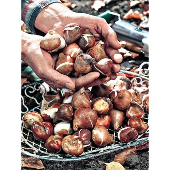 TULIPE PASSION ROUGE 2