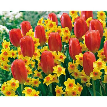 SENTEUR PRINTANIÈRE