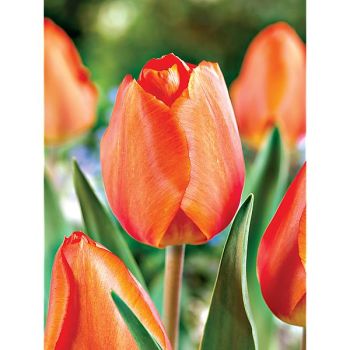 TULIPE Darwin hybride LIGHTING SUN