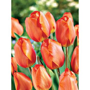 TULIPE Darwin hybride LIGHTING SUN 2