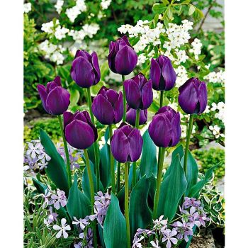 TULIPE Darwin CARAVELLE