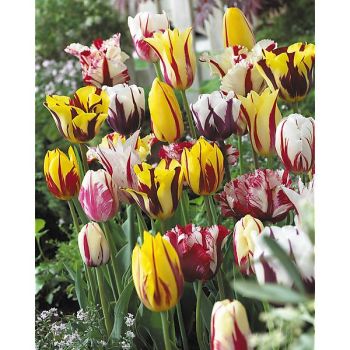 TULIPE COMME REMBRANDT