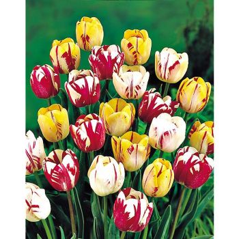 TULIPE COMME REMBRANDT 2