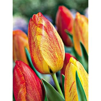 TULIPE Darwin RHAPSODY of SMILES