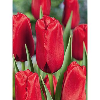 TULIPE Darwin RED PROUD