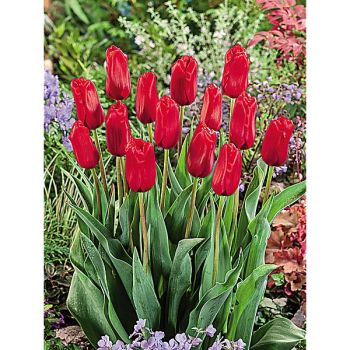 TULIPE Darwin RED PROUD 2