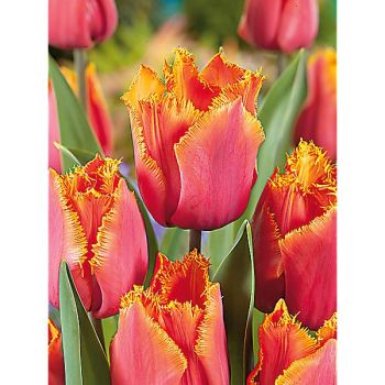 TULIPE crispa LOUVRE ORANGE 2