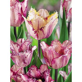 TULIPE crispa COLOUR FUSION