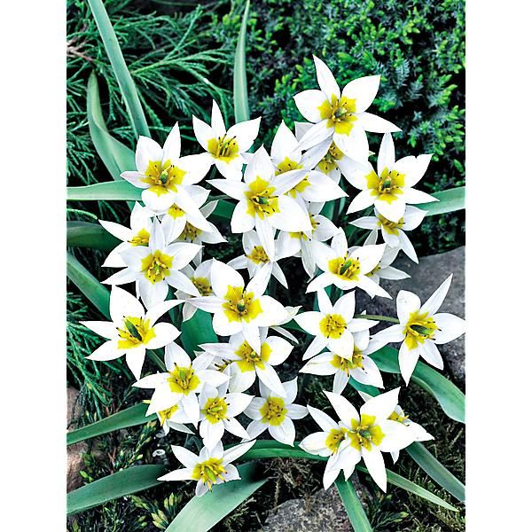 TULIPE TURKESTANICA