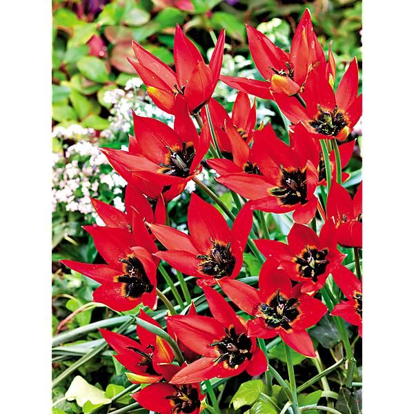 TULIPE LIZZY