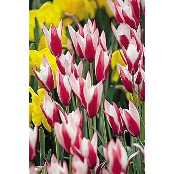 TULIPE clusiana PEPPERMINTSTICK