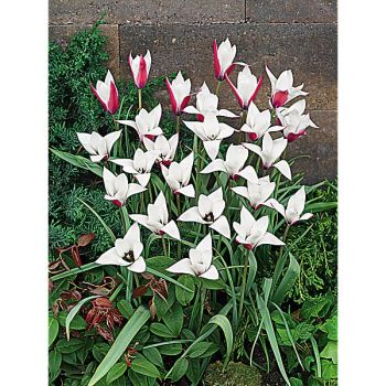 TULIPE clusiana PEPPERMINTSTICK 2