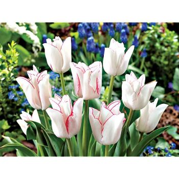 TULIPE triomphe BEAUTY TREND 2