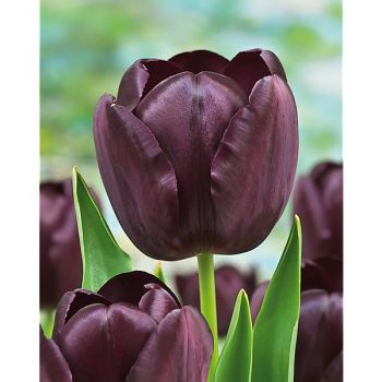 TULIPE triomphe EDUARD PELGER