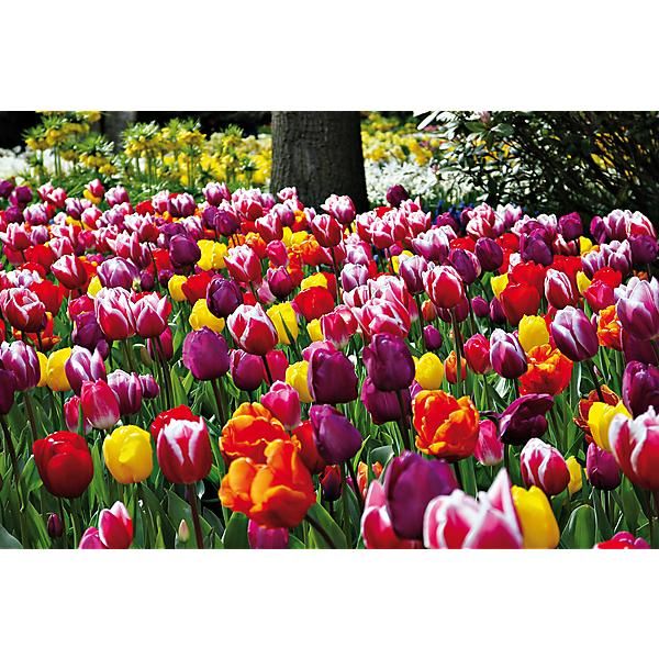 TULIPE TRIOMPHE MÉLANGE SPÉCIAL