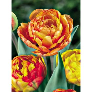 TULIPE pivoine SUN LOVER