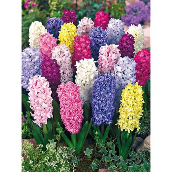 JACINTHE en MÉLANGE