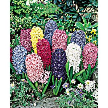 JACINTHE en MÉLANGE 2