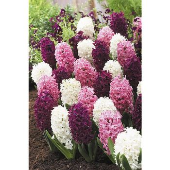 JACINTHE MÉLANGE PINKY