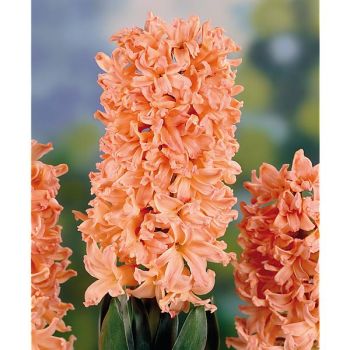 JACINTHE GIPSY QUEEN