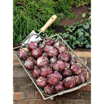 JACINTHE BLUE PEARL 2