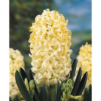 JACINTHE GIPSY PRINCESS