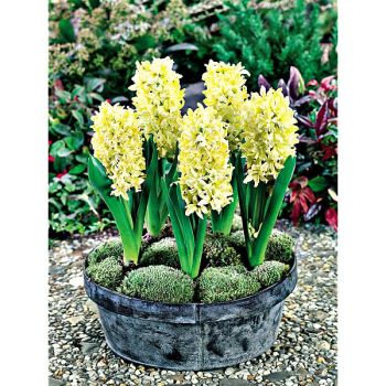 JACINTHE GIPSY PRINCESS 2