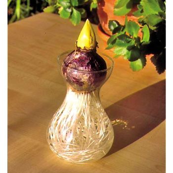 VASE à JACINTHE verre fin