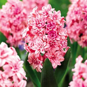 JACINTHE SPRING BEAUTY