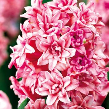 JACINTHE SPRING BEAUTY 2