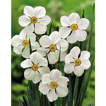 NARCISSE des Poètes ACTAEA