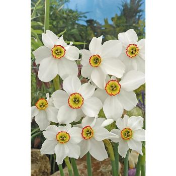 NARCISSE POETICUS RECURVUS