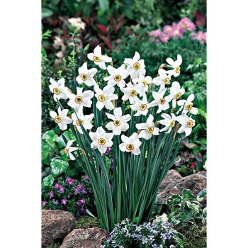 NARCISSE POETICUS RECURVUS 2