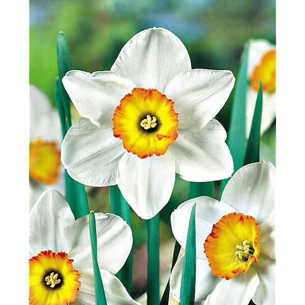 NARCISSE FLOWER REKORD
