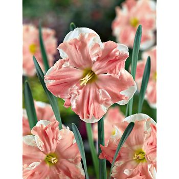 NARCISSE APRICOT WHIRL