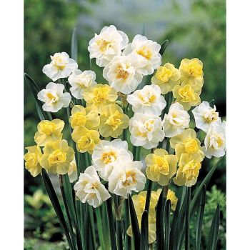 NARCISSE YELLOW CHEERFULNESS