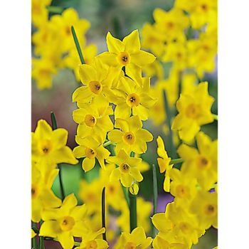 NARCISSE BABY BOOMER