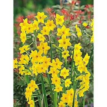 NARCISSE BABY BOOMER 2