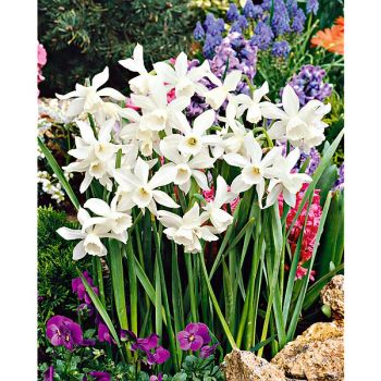 NARCISSE triandus THALIA 2