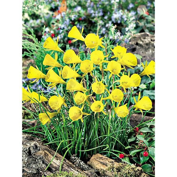NARCISSE bulb. OXFORD GOLD