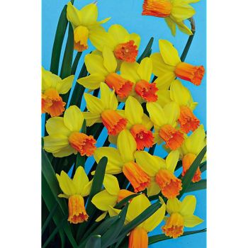 NARCISSE cycl. JETFIRE