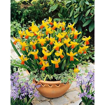 NARCISSE cycl. JETFIRE 2